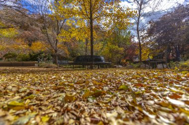 Dinlendirici koltuklar ve düşmüş yaprakları ile kaplı zemin ile güzel park