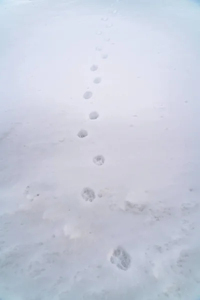Следы животных, создающие рисунок на морозном снегу в зимний сезон — стоковое фото