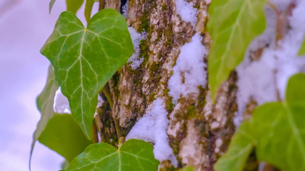 Panorama claro Viñas verdes vibrantes que crecen en el tronco marrón de un árbol en invierno — Foto de Stock