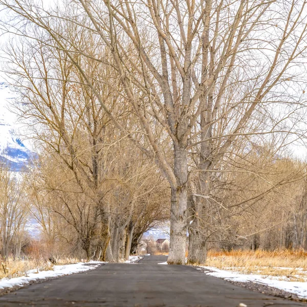 Square Paved road amid a snowy terrain with tall leafless hibernating trees in winter