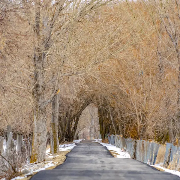 Borrar Plaza Largo camino pavimentado en el bosque cubierto de nieve con árboles y valla vista en invierno — Foto de Stock