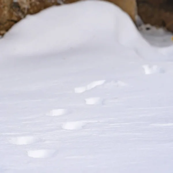 Природный пейзаж с крупным планом следов животных на порошкообразном снегу зимой — стоковое фото