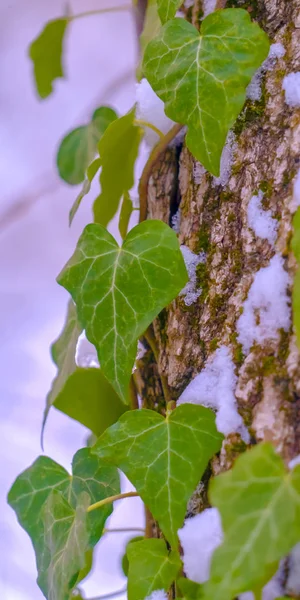 Kışın kar ile bir ağaç üzerinde büyüyen kalp şeklinde yaprakları ile Sarmaşıklar — Stok fotoğraf