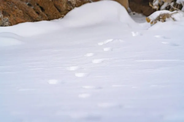 Природные пейзажи с крупным планом следов животных на порошкообразном снегу зимой — стоковое фото