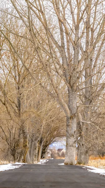Estrada pavimentada vertical clara em meio a um terreno nevado com altas árvores hibernantes sem folhas no inverno — Fotografia de Stock