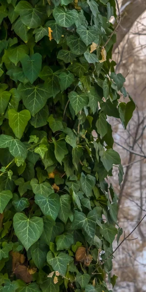 Viñas verdes exuberantes verticales claras con hojas en forma de corazón que cubren el tronco de un árbol forestal —  Fotos de Stock
