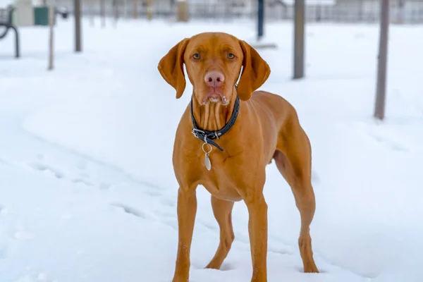 Hnědý pes, který se v zimě dívá přímo na fotoaparát v Orlí Mountain Utah — Stock fotografie