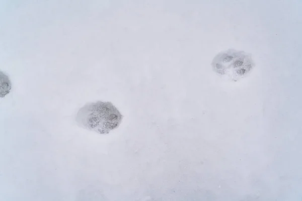 Следы животных на порошкообразном белом снегу, покрывающем землю зимой — стоковое фото