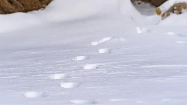 Panorama limpido scenario naturale con un primo piano di tracce di animali sulla neve polverosa in inverno — Foto Stock