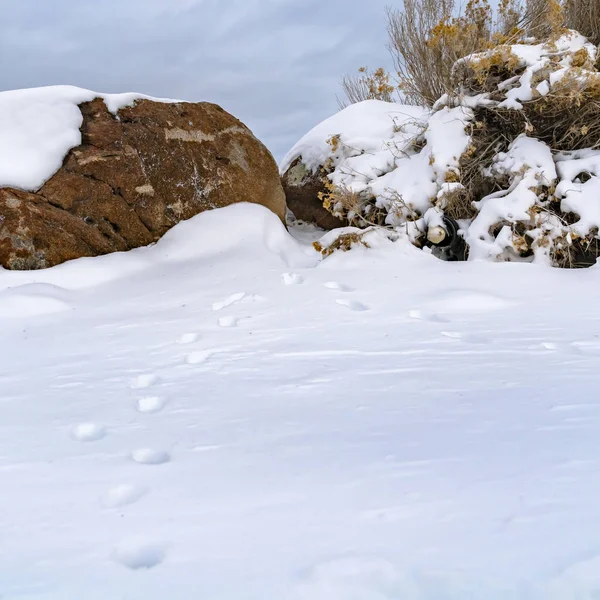Fyrkantiga djur spår på snötäckta marken ses på en frostig vinterdag — Stockfoto