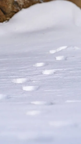 Вертикальные природные пейзажи с крупным планом следов животных на порошкообразном снегу зимой — стоковое фото