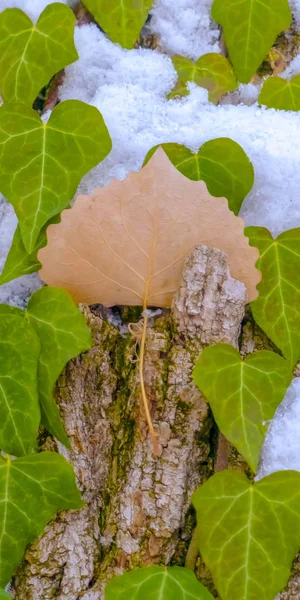Viñas claras en forma de corazón vertical que crecen en el tronco marrón de un árbol con algas y nieve — Foto de Stock