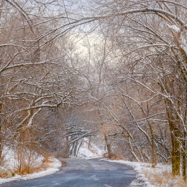 Clear Square Road con dosel de árboles nevados en Salt lake City — Foto de Stock