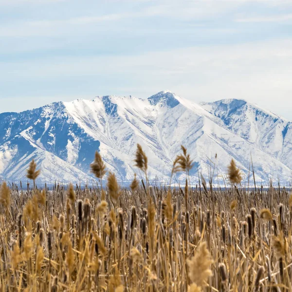 Clear Square Vast grassy terrain against a rugged mountain covered with snow in winter — Stock Photo, Image