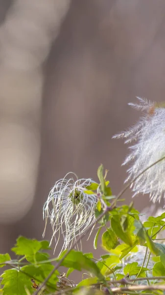 Vertical Primer plano de una planta verde vibrante con flor blanca — Foto de Stock