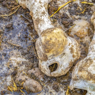 Kare çerçeve Çamurlu ve karşı izole ölü bir hayvanın Kemikleri