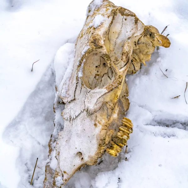 Квадратное закрытие старого черепа животного на морозную зиму — стоковое фото