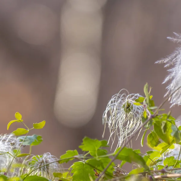 Marco cuadrado Primer plano de una planta verde vibrante con flor blanca vista en un día soleado — Foto de Stock