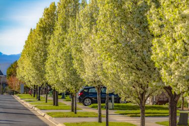 Peyzajlı çimenler ile evlerin önünde yol astar Gür çiçekli ağaçlar