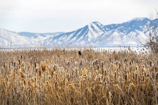 Primer plano de altas hierbas marrones en un campo con vista al lago en t — Foto de Stock