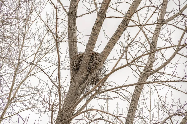 Un nido de aves sentado entre las delgadas ramas marrones de un árbol — Foto de Stock