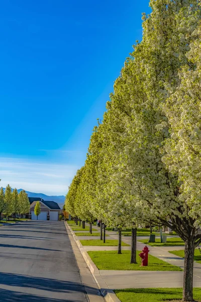 Fila di alberi con fiori bianchi primaverili lungo la strada e case contro il cielo blu — Foto Stock