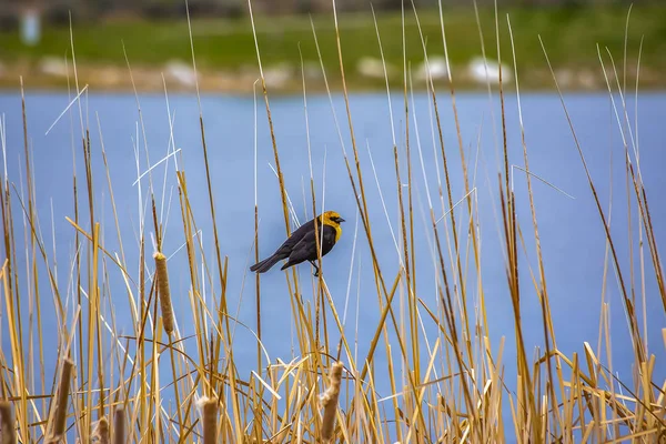 Small bird perching on a slim brown grass that grows around a la — Stock Photo, Image