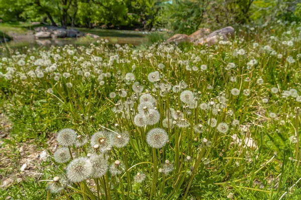 Dandelions brancos prosperando perto de um riacho rochoso cercado por folhagem verde exuberante — Fotografia de Stock