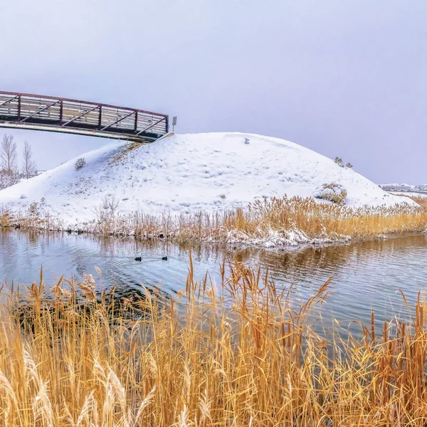 Frame Square Exuberantes hierbas en la orilla cubierta de nieve de un tranquilo lago plateado en invierno — Foto de Stock