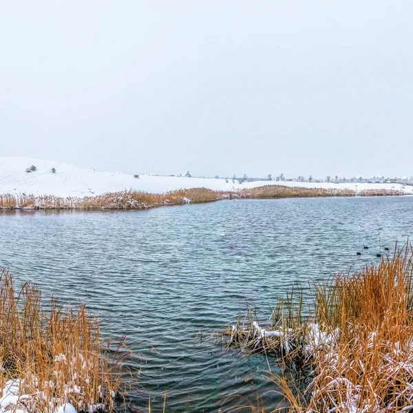 Panorama cuadrado de un lago ondulado con exuberantes hierbas en la orilla cubierta de nieve — Foto de Stock