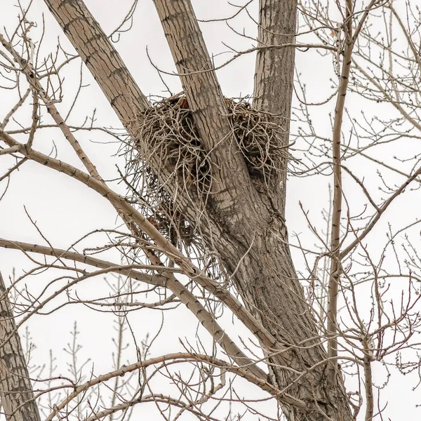 Cuadrado del marco Un nido de aves sentado entre las delgadas ramas marrones de un árbol — Foto de Stock