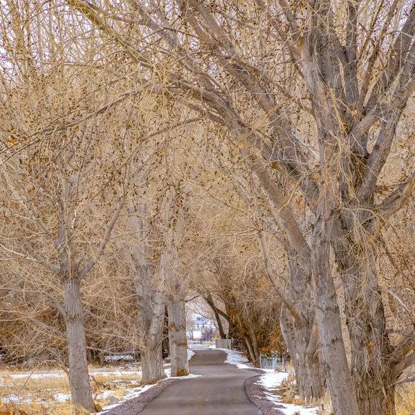 Frame Square Camino pavimentado en medio de un terreno cubierto de nieve y hierba con imponentes árboles marrones — Foto de Stock