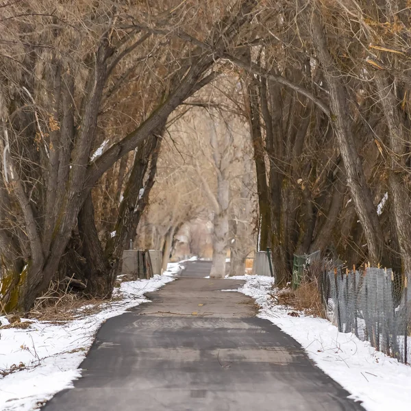 Frame Square Largo camino pavimentado bajo un dosel de árboles imponentes sin hojas en invierno — Foto de Stock