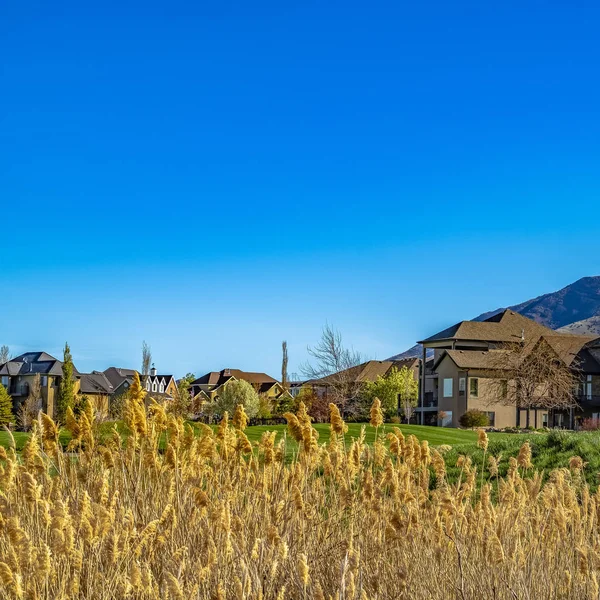 Quadro Gramíneas castanhas quadradas com vista para casas em um campo exuberante no fundo — Fotografia de Stock