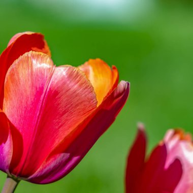 Kare Nefis laleler güneşli bir günde bulanık yeşil arka plan karşı izole