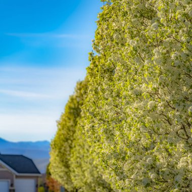 Güneşli bir günde bir yolun peyzajlı kaldırımüzerinde bereketli ağaçların Square Row