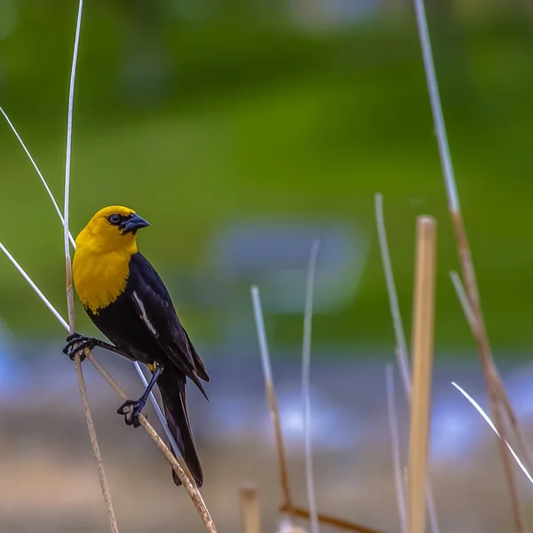 Frame Square Close up of a bird perched on thin brown grass that grows around a lake — Stock Photo, Image