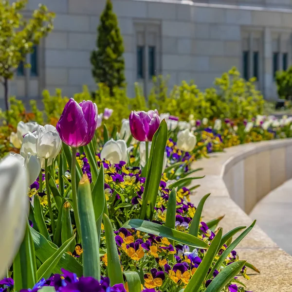 Frame Square Glorious garden with blooming tulips and small flowers viewed on a sunny day