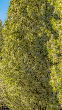 Güneşli bir günde görüntülenen evlerin önünde bir yolun tarafında ağaçlar Panorama Row