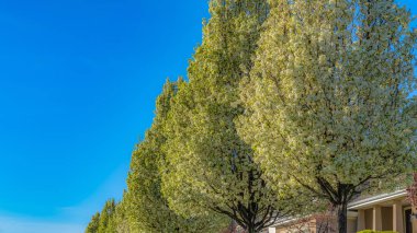 Panorama çerçevesi güneşli bir günde mavi gökyüzü altında bir yol boyunca beyaz çiçekli ağaçlar ve evler