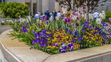 Panorama çerçevesi güneşli bir günde görüntülenen bir binanın önünde büyüleyici renkli çiçekler