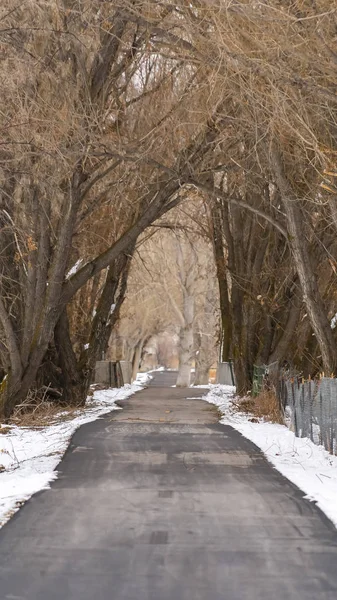Panorama Largo camino pavimentado bajo un dosel de imponentes árboles sin hojas en invierno — Foto de Stock