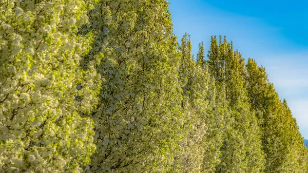 Marco panorámico Fila de árboles al lado de una carretera frente a casas vistas en un día soleado —  Fotos de Stock