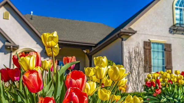 Панорама Кластер ярких тюльпанов, цветущих в саду дома в солнечный день — стоковое фото