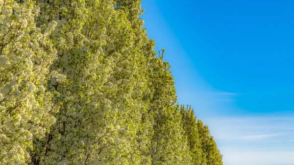 Panorama Flores blancas y hojas verdes brillantes de árboles frondosos que bordean el camino en primavera —  Fotos de Stock