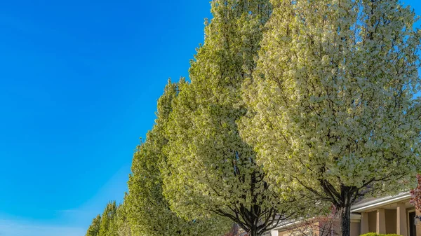 Panorama frame White flowering trees and houses along a road under blue sky on a sunny day — Stock Photo, Image