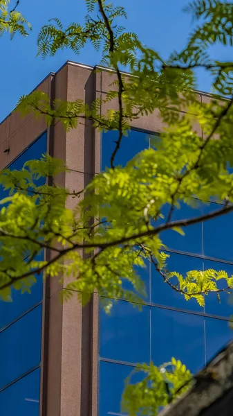Panorama Edificio visto a través de un árbol con hojas exuberantes y ramas envueltas con luces — Foto de Stock