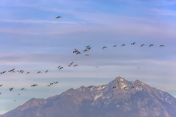 Flock of birds soaring in the air with cloudy blue sky in the background