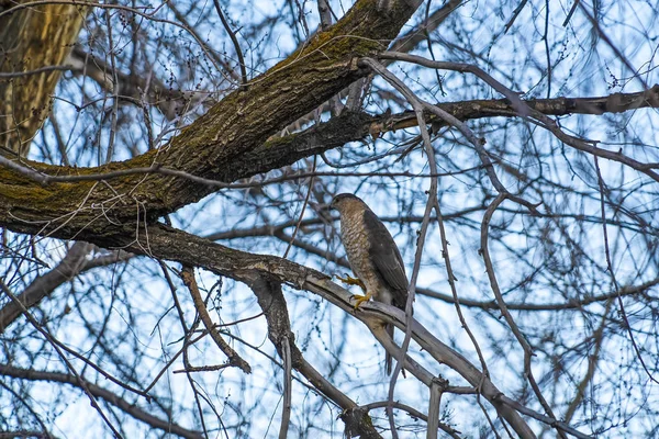 Pájaro encaramado en la rama sin hojas de un árbol marrón contra el cielo brillante — Foto de Stock