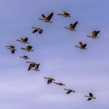 Bulutlar ile bulanık mavi gökyüzüne karşı uçan kuşların kare Flock